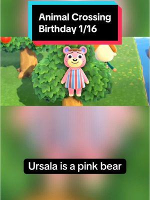 In Animal Crossing on January 16th, it’s Ursala’s birthday! Happy birthday Ursala! #animalcrossing #animalcrossingnewhorizons #animalcrossingswitch #switch #nintendo #nintendoswitch #switch2 #animalcrossingbirthday #January16th #January16 #Ursala #animalcrossingUrsala #Ursalaanimalcrossing #acUrsala #Ursalaac #funfacts #DidYouKnow #animalfunfacts #bear #bears #cute #cuteanimals #gaming #GamingOnTikTok #gamingonyoutube #birthday #happybirthday #cozygames #cozygaming #cozygamer