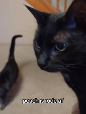 peach's review of @BONKERS pet pops. how many licks does it take? the world may never know. #bonkers #catsoftiktok #cattok #blackcats #housepanther #blackcat #cattreat 