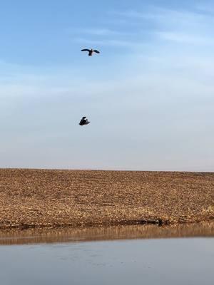 Come on in #getoutside #outdoorsman #fyp #Outdoors #wildlife #waterfowl #migration #Iowa #geese #sickforit #foryoupage 