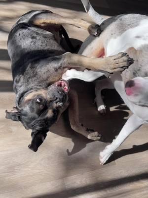 We’re going to keep posting until we can’t 🤪 #dogfight #playfight #dogsplaying #catahoula 