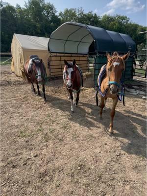 I’ve gotten way too many comments lately, suggesting I should use less “cookies” to train our horses 🙄 #positivereinforcementhorsetraining #horserehab 