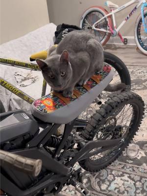 Kitties love the new ron 😻#CapCut #viral #631bikelife #wheelsup #nopanic #bikelife #explorepage #sebikes #beastmode #wheeliebike #4k 