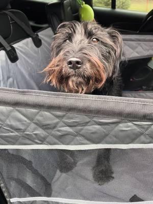 I can’t get over how spacious it is in there, plenty of room for toys and blankets too! Now he’s even more excited for car rides! #mixjoy #mixjoyshop #petaccessories #dog #dogcarseat #rides #fyp #schnauzer 