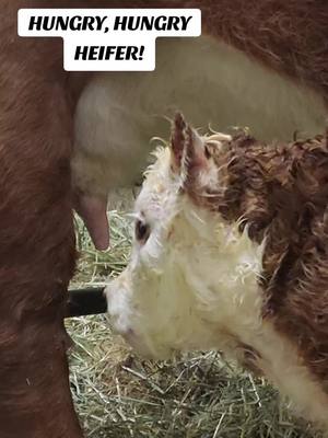 let's get that colostrum flowing! #calvingseason2025 #johansenherefords #johansenherefords46years