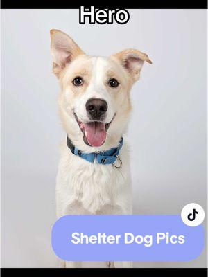 Want to give one of these shelter pups all of your love? We’re sure they’d return the favor! 💜 Adopt today! All our available pets can be viewed at the link in our bio 🐾 #fyp #humanesocietyofutah #adoptabledogs #dogsoftiktok #dogphotos #dogphotographer #dogphotography #cute #adopt #adoptme #adoptus 