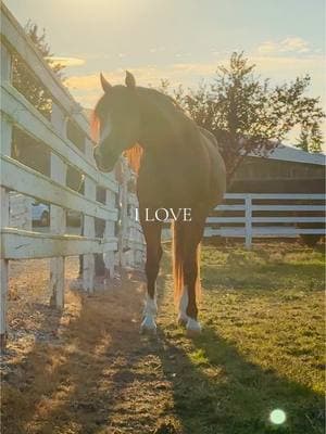 So blessed #arabianhorse #horses #horsesoftiktok #arabiannights #horse #foryou #daybyday #fyp #fypシ゚viral #beauty #nature #pnw #az #equestrian #likes #tbt #trending #ilove 