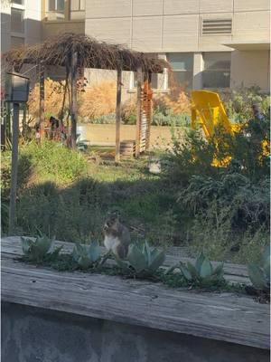 so dreamy behind hunt hall 😍 #UCDavis | #HuntHall video description: a video montage of the garden behind Hunt Hall, the garden includes lush grass, wooden benches, yellow-orange flowers, and big yellow lawn chairs