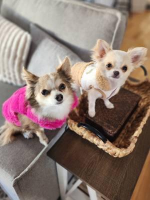 Fabulous double run #611 #frannielife #FranDan #postmandan #graciebeane #frandanfurever #frannieandthebeane #chihuahuas #longhairedchihuahuas  #puppytiktok 