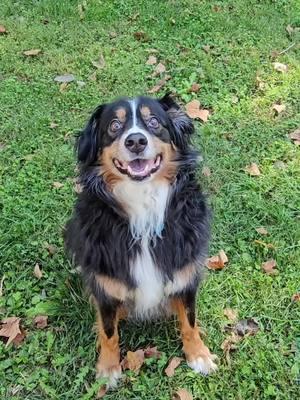 This easy feeding hack might help your dog live a LONGER, healthier & happier life 😮🐶 🍗 Just one ingredient per treat 🦷 Cleans teeth without brushing! 🥩 Supports joint, gum, dental, and heart health 🐓 Made with Human-grade ingredients in FDA-registered and USDA Certified facilities 🚫 No salt, flavorings, or preservatives 🇺🇸 Humanely sourced and packaged in the USA Check out our TikTok Shop for a special deal 🛍️ #kingloupets #dentalhealth #TikTokShop #pettreat #specials 