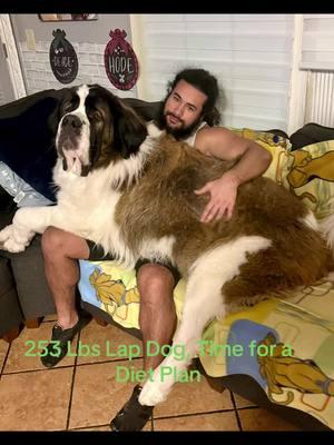 253 Lbs Lap Dog, Time for a Diet! 🐶🐕😂 #saintbernards #saintbernardstyle #pet #dog #doglover #fyp #dogsoftiktok #dogreels #dogvideos #dogvideosoftiktok #viral #tiktoktrending #foryou #viralvideo #goviral #trending #funny #featureme #foryourpage #tiktok #tiktoktrend #like #bhfyp #thisis4you #like4like #follow #happy #fun #bestvideo #lfl #tiktoker #tik_tok #tiktok #tiktokviral #viral #justforfun #followforfollow #animals #PetsOfTikTok #diet #lapdog #sweet 