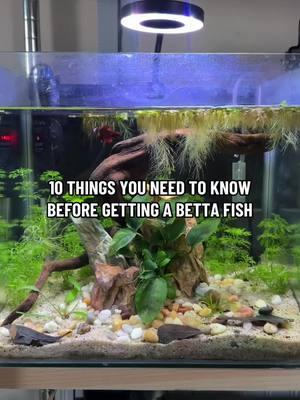 10 things you NEED to know before getting a betta fish 🐟 #bettafish #bettafishcare #fish #bettatok #betta #plantedtank #aquarium #fishhobby #fishtok #petcare #propercare #plantedaquarium #bettafishtank #bettacare #bettafishlover 