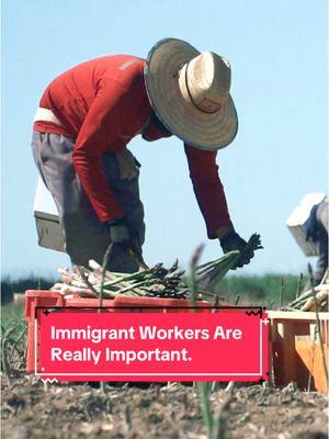 Immigrant Workers Are Essential.  #fyp #foryou #foryoupage #farmer #farming #agriculture #farmlife #food #onions #work