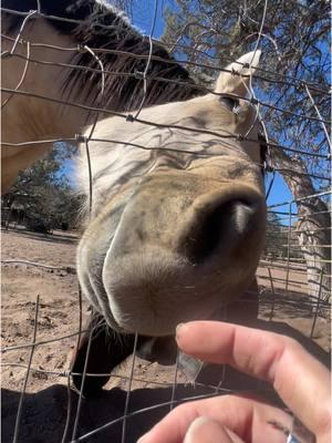 Neighbours…. neeeeiiigghhhbours!! I love them, love Arizona 14C in January!! #mares #neighbours #arizona #payson #liveyourlife #missmygirl #horses #cowgirls #usa #horsesoftiktok 