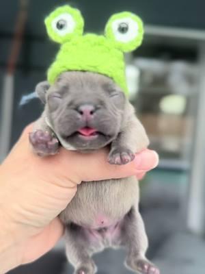 Fussy little pibble   #chubby #sochubby #goshhescute #fypシ #foryoupage #bearcub #pibble12#frenchieshow #813frenchiesline #813frenchies #fortheloveofpuppies #puppiesgoviral #viralpuppy #chunky #squishyfacecrew #teddybearface #outstanding #bestofthebest #sweetlittleangel #sweetlittlepuppy #pibble  #yourbestlife #pibblelove #pibblelife #pibblemix #pibblesoftiktok🐾❤️ #pibblemom 