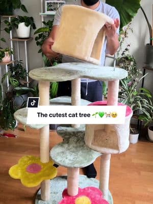 The cutest cat tree 🌱💚🐈🥹 #plants #bengalcats #plantsoftiktok #cats #plantlover #cattree #succulents #cattoys 