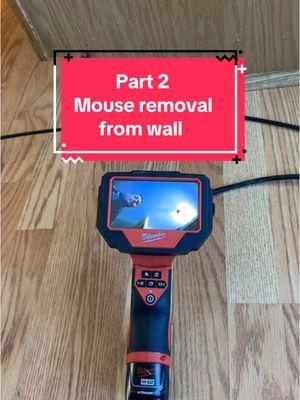 Part 2 of mouse removal from wall! I get calls often for a “dead animal smell” these tools are great to have to help locate and remove! @Milwaukee Tool   #pest #pestcontrol #wildlifecontrol #animalcontrol #soleproprietor #homeinspection #homeonspector #nuisancewildlife #animals #animal #hunting #fishing #fyp #foryou #foryoupage #foryour #foryourpage #fypシ #fypシ゚viral #fypage #tiktok #viralvideo #viraltiktok #milwaukee #milwaukeetools #borescopecamera #borescope #milwaukeeborescope #tools #toolsofthetrade #DIY 