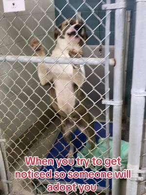 #wcjcanimalahelter #animalsoftiktok #rescue #easttennessee #animalshelter #johnsoncitytn #dogsofttiktok 