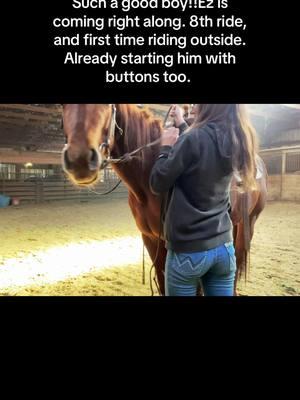 Posting to see his progress. #coltstarting #startingcolts #barrelprospect #prospect #studprospect #stallion 