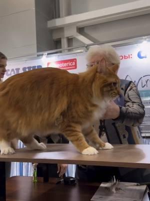 Giant russian maine coon wins cat show 🙀 #mainecooncat 