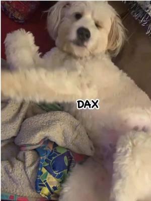 DAX isn’t too worried….                     #daxisbored #fyp #dax #funny #dog #pet #goodvibes #feelgood #doglover #petlover #doggo #doglife #rescuedog #doglife #dogtok #dogsoftiktok #foryoupage #vibes #tiktokban 