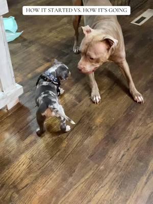 R.I.P. to the stain on my wood floors lol #pitbull #bully #merle #rednose #puppy #pets 