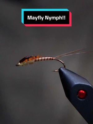 Simple Mayfly Nymph! Hook: @AhrexHooks Core 1270 sz14 Thread: Magpie Materials 72D  Tail: MFC Barred micro fibbets  Body: SibNymph wrap  Wing case: Natures Spirit pheasant tail  Legs: Dyed Partridge  Dubbing: Fulling Mill tactical dry fly dub Resin: UV Craft  Tools: TheFlySmith  #TheFlySmith  #flytying #magpiematerials #magpieturkeybiots #magpiefinebeaverdubbing #whitingfarms #naturesspiritflytying #lidrig #fly #flytyingjunkie #flytyingtutorial #flytyingaddict #flytok #satisfying #flytyingnation #fyp #harelinedubbin  #fishing #flyfishing #pescamosca #Upavon