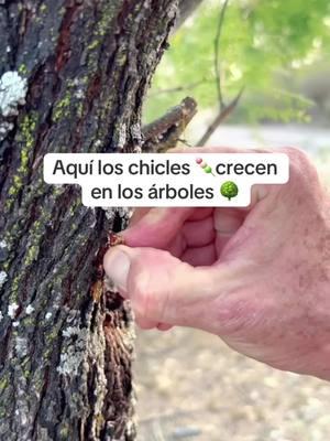 Este arbol llamada mesquite produce una goma de mascar natural y deliciosa en norte del rancho 👨‍🌾creditos a ‘El Arriero de Ramones 🎥 en el #rancho #gum #plants #candys #natural #farmer #agriculture #hacienda #fyp #viralvideo 