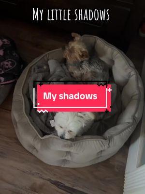 #dog #cat #shadow #adoptdontshop #dogmom #adorable #latergram #PetsOfTikTok #pet 