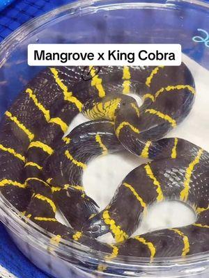 Mangrove Snake & King Cobra at Venomous Reptile Show #kingcobra #mangrovesnake #snakes #reptiles #fyp 