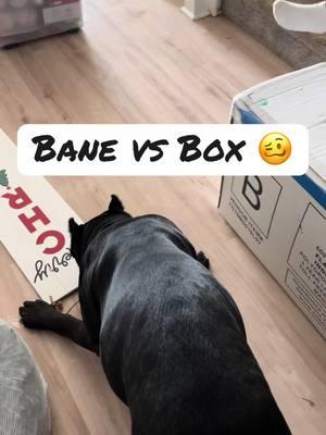 He won’t give up on the box 😭  #raisingbane #funnydogvideos #banethedog 