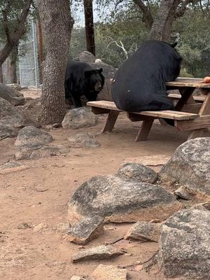 Zooming in on Teddy & Baloo. Lunchtime! #animalsanctuary #nonprofit #lionstigersandbears #supportwildlife #bears 