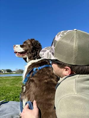 My boy 🥹💙 #englishspringerspaniel #springerspaniel #puppy 