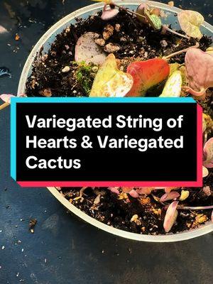 Excited to have these two in my collection now.  #houseplants #plants #fyp #plantcollection #cactus #stringofhearts 