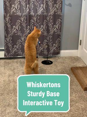 The PURRFECT indoor entertainment by @WhiskertonsUSA #catsoftiktok #catsplaying 