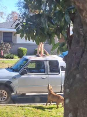 Dogs trolling the streets and go on the attack... Husband had to jump on the top of his truck to save himself from a brutal attack! These dogs are known Aggressive Animals that have attacked many other neighbors. #attackdogs #crazydogs #manattacked 