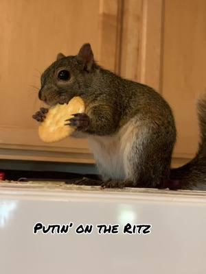 Putin’ on the Ritz #bobbysquirrel #books #childrensbook #fyp 