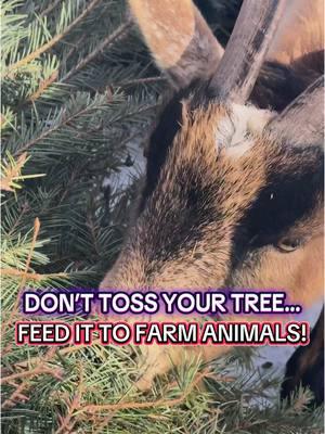 In Mays Landing, New Jersey, Funny Farm Rescue’s 700 animals eat and play with YOUR old Christmas trees! #FunnyFarmRescue #ChristmasTreeRecycling #fyp #christmastree #recycle #rescue #newjersey #funnyfarm 