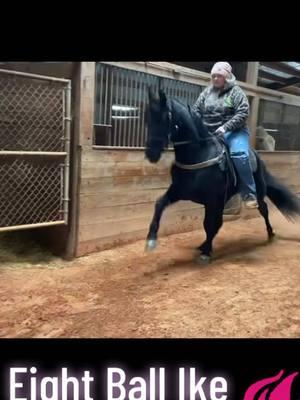 Excited about this guy! 4yr old Dixie lineman on a steel park shoe! #tennesseewalkinghorses #horses #tennesseewalker #horseshow #horse #gaitedhorses #equestrian #equestriansoftiktok #twh #horsegirl 