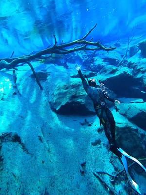 🚨 Want to Freedive Like This? Here’s What You Need to Know! 🚨 Description: 🌊 Freediving at Cypress Springs – How You Can Do It Too 🌊 Gliding effortlessly underwater isn’t just about holding your breath—it’s about having the right technique and gear. Here’s how you can start your freediving journey and explore places like Cypress Springs: ✔️ 3mm Wetsuit – Essential for staying warm, but it makes you more buoyant. ✔️ Weight Belt – A game-changer! It counteracts the buoyancy of your wetsuit, making it easier to sink smoothly and conserve energy. ✔️ Long Freediving Fins – Provide powerful, efficient kicks so you can dive deeper with less effort. ✔️ Low-Volume Mask – Makes equalization easier and helps with a clearer field of vision underwater. ✔️ Snorkel – Helps you breathe comfortably while preparing for your dive. ✔️ Buddy System – Never dive alone! Always have someone watching from the surface for safety. 📌 Pro Tip: Start by practicing static breath holds on land, then progress to dynamic apnea in the water. The more relaxed you are, the longer you can stay under. Freediving is about calmness, control, and connection with the water. Anyone can learn with practice and patience. So if you’ve ever wanted to experience the underwater world like this—start now. Follow for more tips on freediving, adventure, and living life on your own terms. #CypressSprings #Freediving #FreedivingGear #UnderwaterExploration #FloridaSprings #TravelAndEarn #ExploreFlorida #WeightBelt #LifeOfFreedom