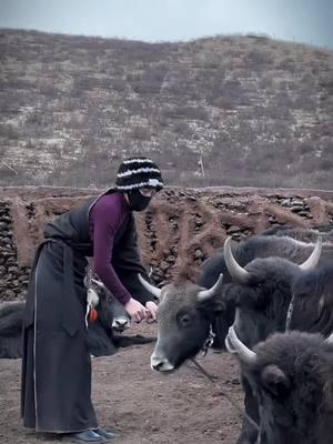 At 3,000 meters above sea level, Tibetans live as herders#lahm #tibetan #music #beautiful #TibetanCulture #foryou #baby #viral #humor #girl #happy #girls #TraditionalCuisine 