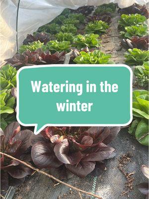 Watering in the garden in the winter. #zone7b #homestead #gardening #gardening #wintergarden 