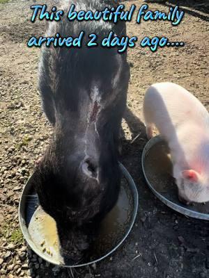 Her eyes were so wide when she arrived…you could see the fear…so pleased with this progress in just 2 days❤️ #progress #survivor #warrior #dogattack #healing #trauma #animalsanctuary #saveanimals #rescueanimals #animallovers #adoptdontshop #piddyslegacy #Love #luvthesnout #nonprofit #pigs #sanctuarylife #sanctuary #trust #kahu #beautiful 