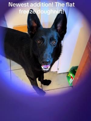 @Freezbone @Freezbone USA #gsd #doughnut #freezebone #bonetobewild #freezebonechallenge #entertainment #enrichment #mentallyworkeddogs #buckelwurmer #dogs 