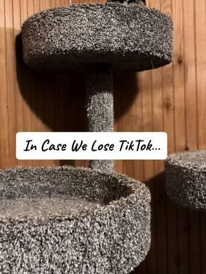 #catsoftiktok #micheleklein #cats #catsanctuary #cat #gofundme 