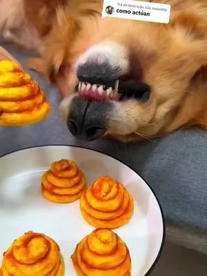 Trả lời @manolillo cute #dog #dogvideos #doglover #pet #lovepet #funny #fypシ゚viral #comedia #foryou #cute #foryoupage #dogs #vairal #smartdog #viraltiktok  @pet cute 