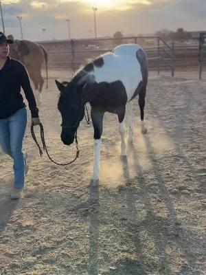 Beautiful Luna really is a pretty girl #forsale #APHA #alphafilly #yearlingfilly #showready #smarthorse #fyp #foryoupage 