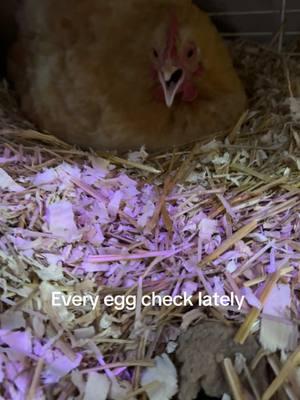 #queenchickieshomestead #homesteadinglife #queenchickies #chickensoftiktok🥰 #homesteading #homesteadingtiktok #chicken 