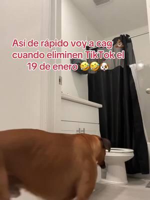 #cierredetiktok #bacontheboxeranddiego #bacontheboxer 