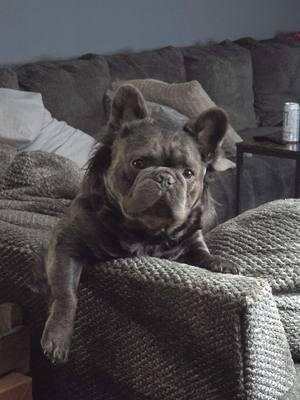 Pictures from life lately #fyp #thatfluffyfrenchielouis #fluffyfrenchie #fluffyfrenchbulldog 