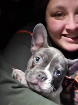 #frenchies #frenchbulldog #lucky #littlesister #adorable #silly #spunky #puppy 